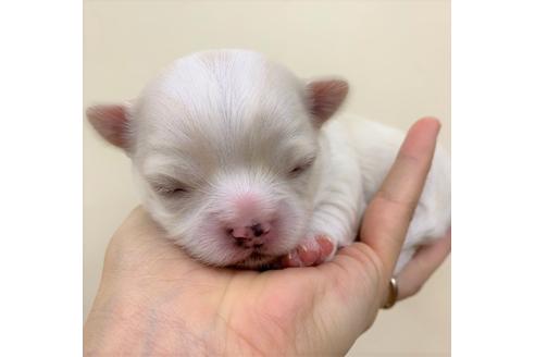 成約済の千葉県のチワワ(ロングコート)-85437の5枚目